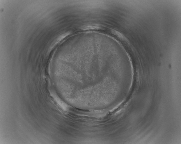 X0000061761217200512231542