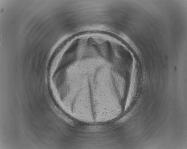 X0000061761232200512231542