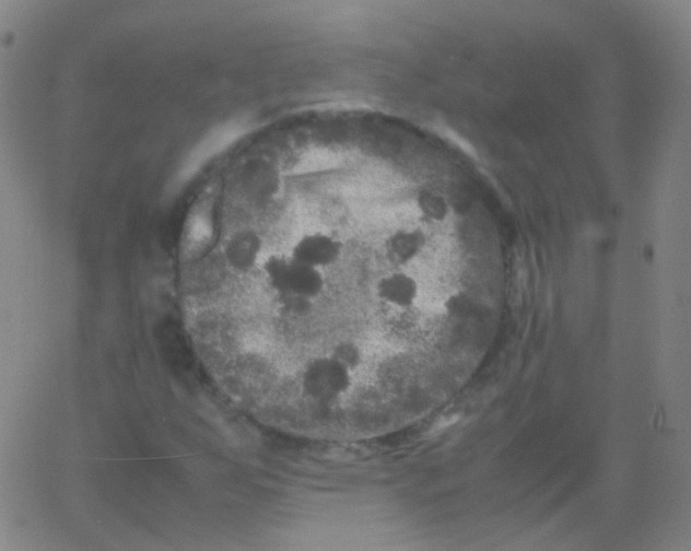 X0000061761255200512231542