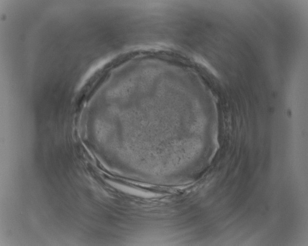 X0000061761256200512231542