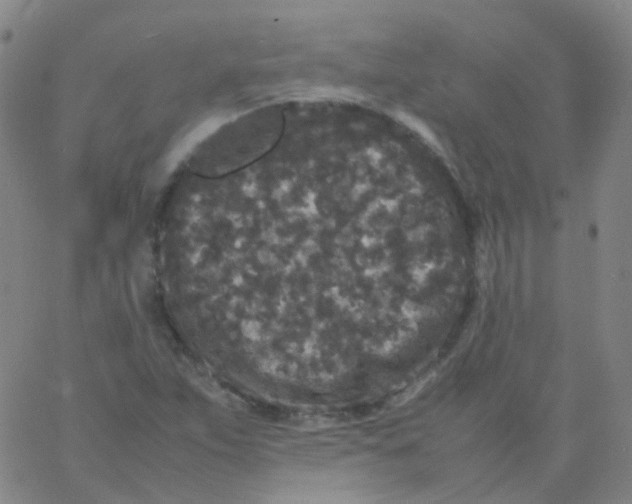 X0000061761263200512231542