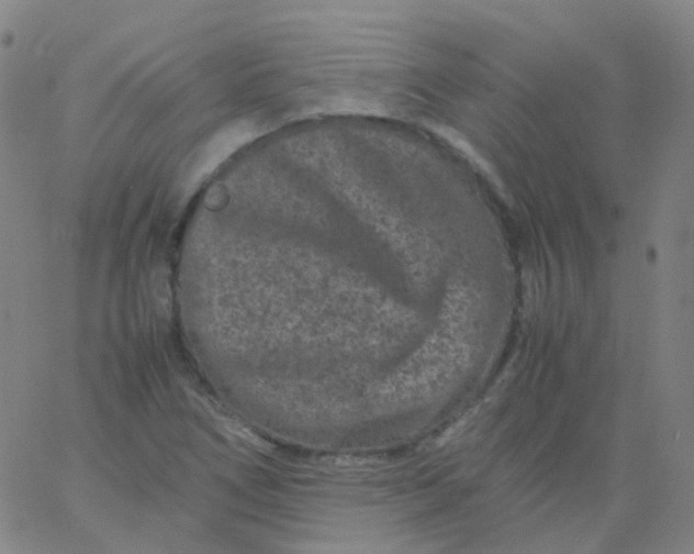 X0000061761266200512231542