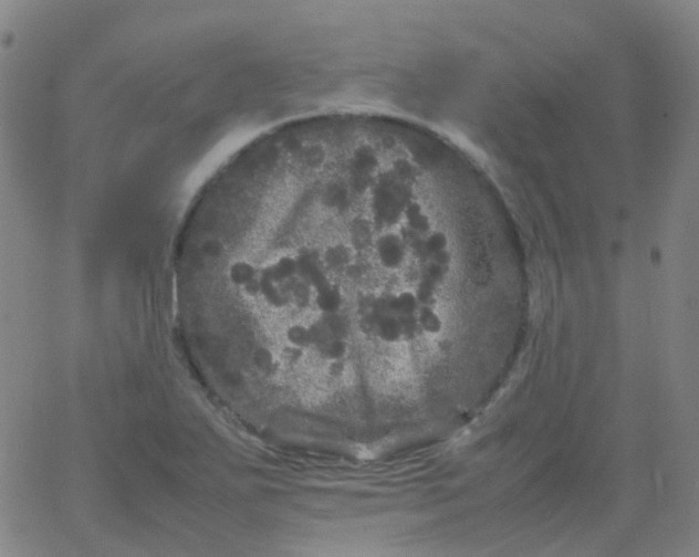 X0000061761271200512231542