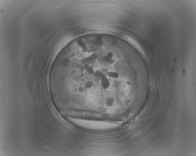 X0000061761283200512231541