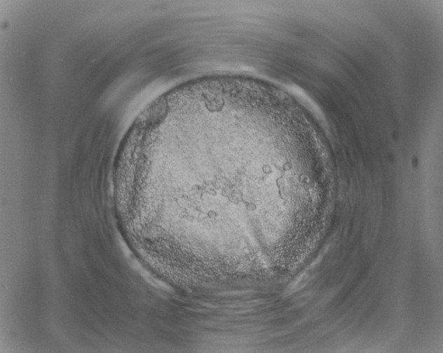 X0000061761287200512231541