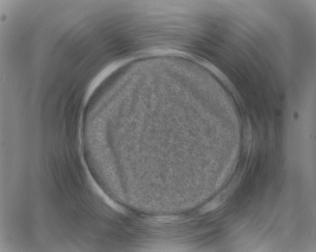 X0000061761294200512231541