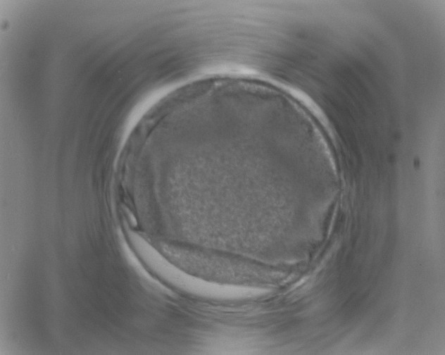 X0000061761295200512231541