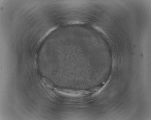 X0000061761305200512231541