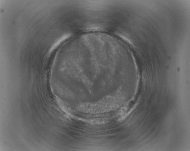 X0000061761309200512231541