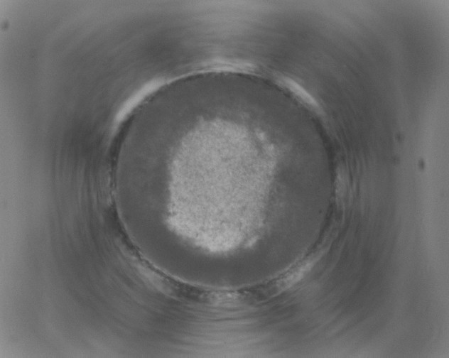 X0000061761310200512231541