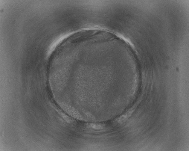 X0000061761311200512231541