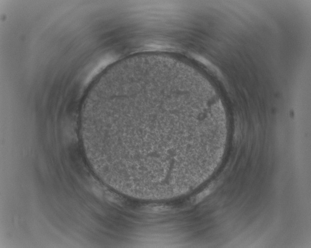 X0000061761314200512231541