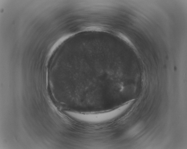 X0000061761323200512231541