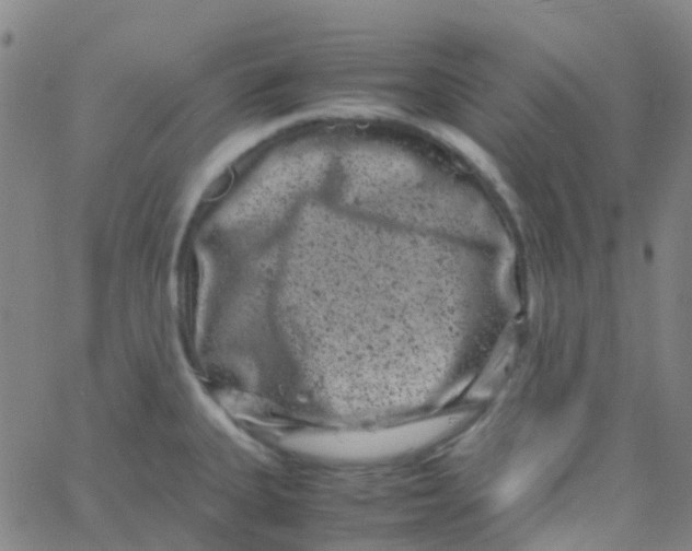 X0000061761335200512231541