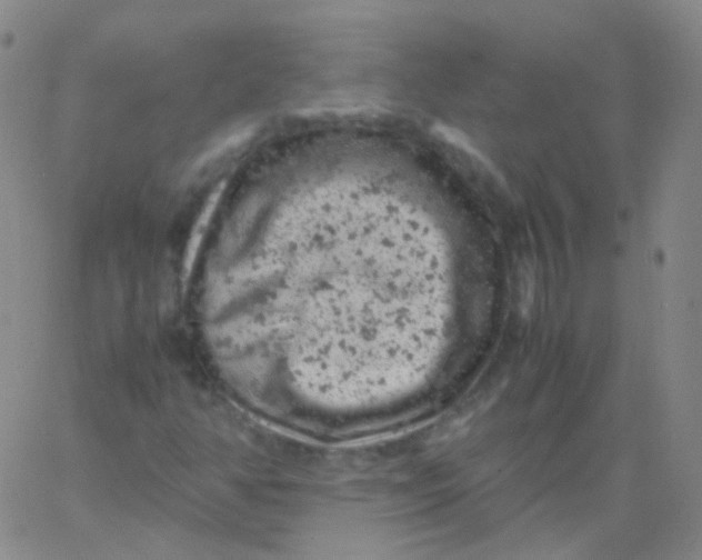 X0000061761350200512231540