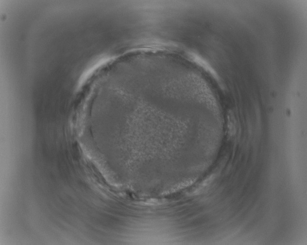 X0000061761352200512231540