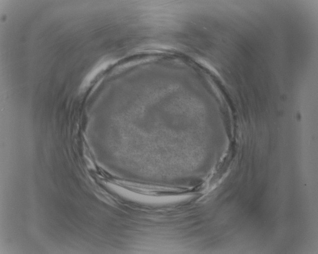 X0000061761355200512231540