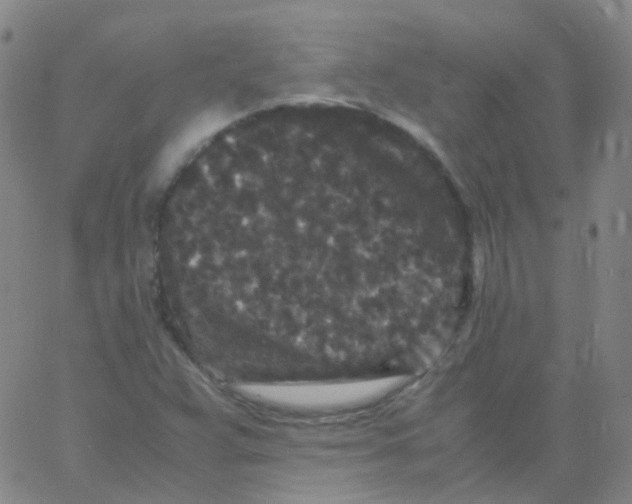 X0000061761359200512231540