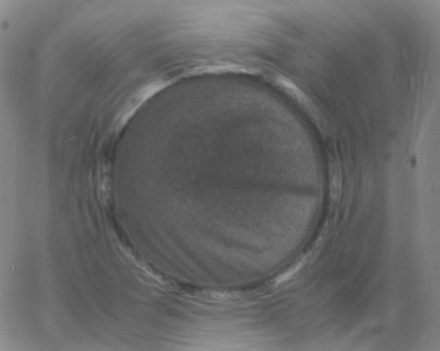 X0000061761361200512231540