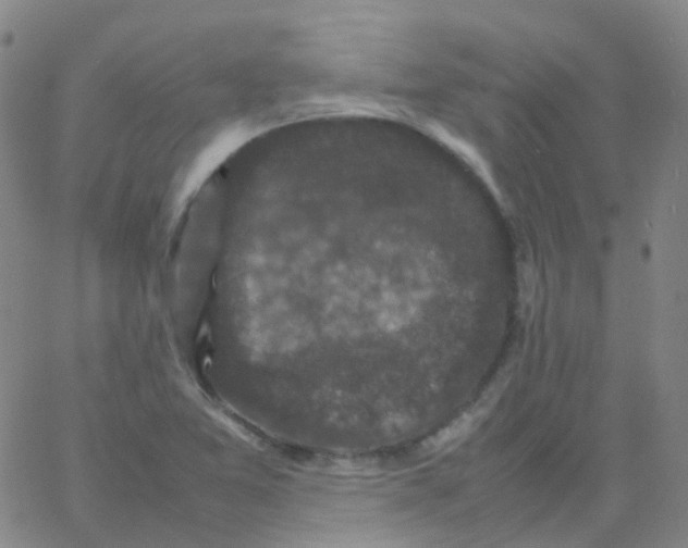 X0000061761365200512231540