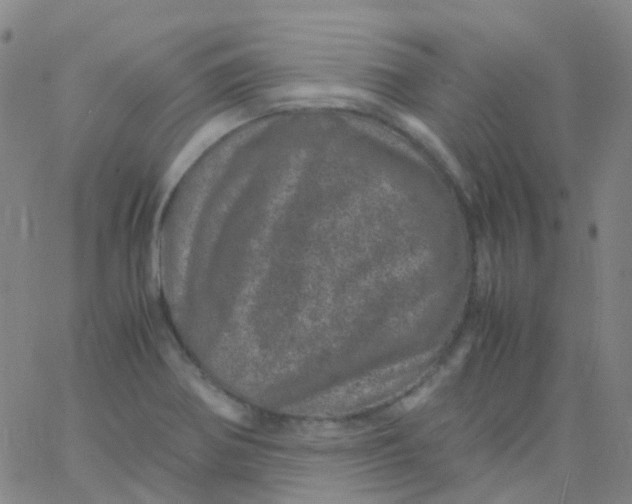 X0000061761370200512231540