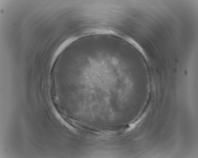 X0000061761381200512231540