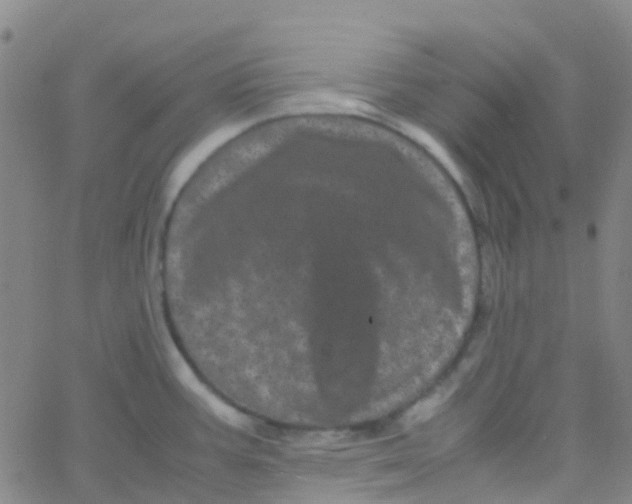 X0000061761387200512231540