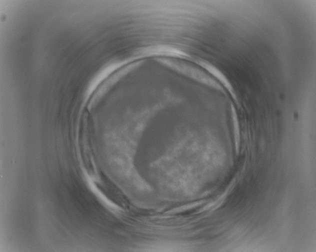 X0000061761391200512231540