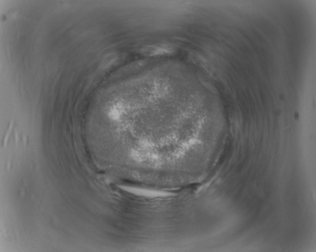 X0000061761393200512231539