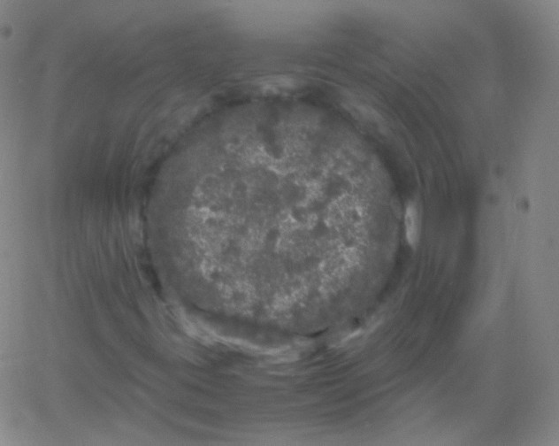 X0000061761395200512231539