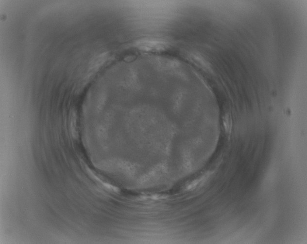 X0000061761396200512231539