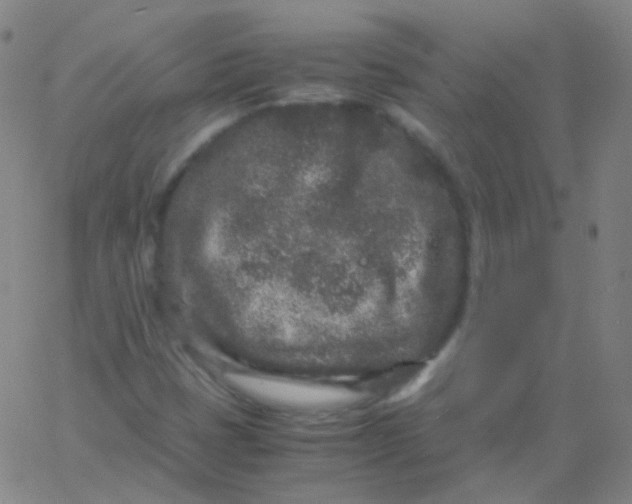 X0000061761401200512231539