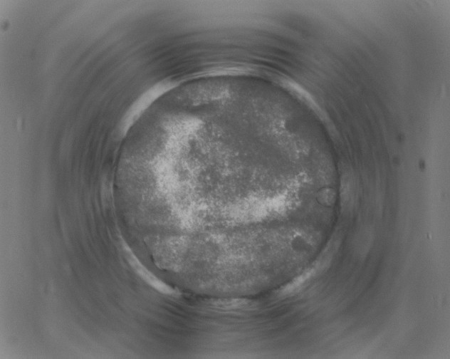 X0000061761417200512231539