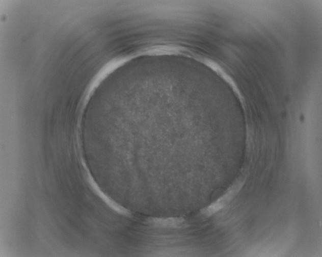 X0000061761429200512231539