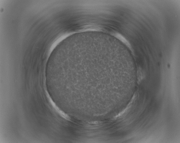 X0000061761431200512231539