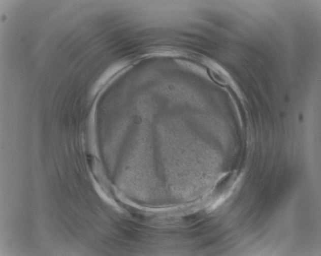 X0000061761433200512231539