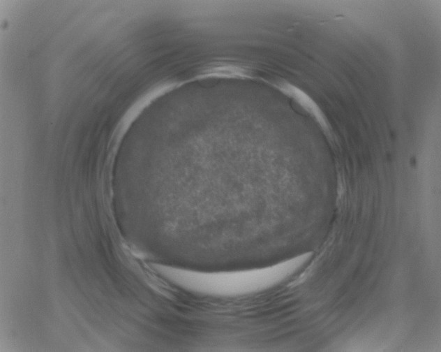 X0000061761435200512231540