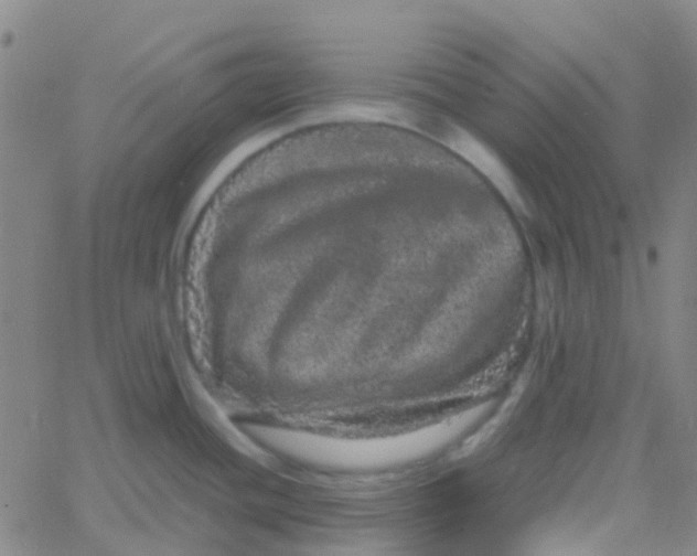 X0000061761436200512231540