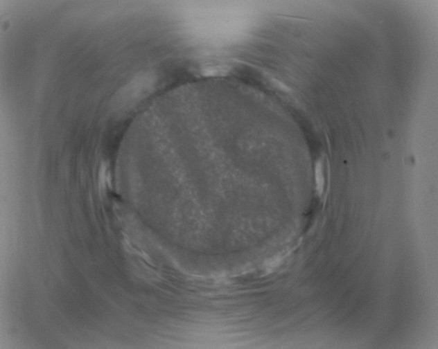 X0000061761443200512231539