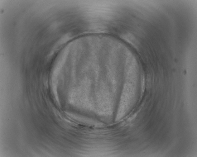 X0000061761451200512231539