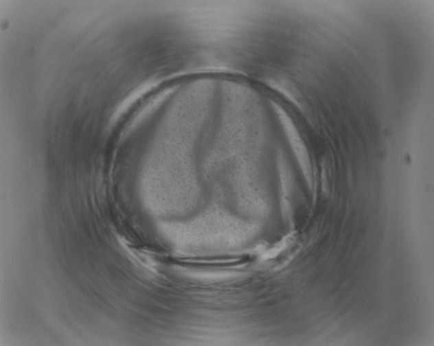 X0000061761452200512231539