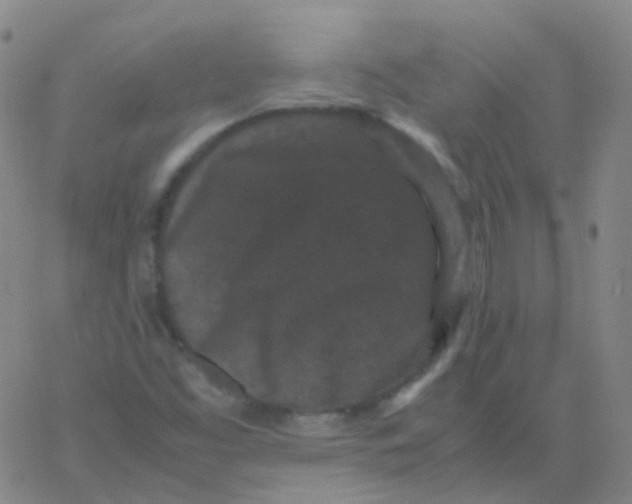 X0000061761453200512231539