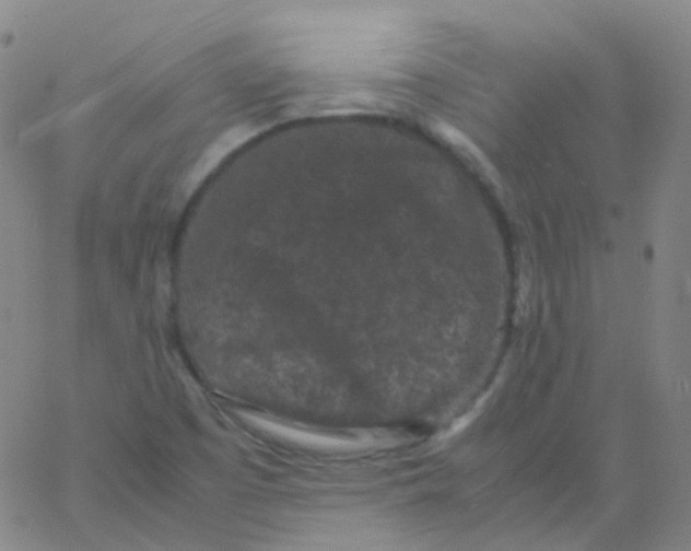 X0000061761457200512231539