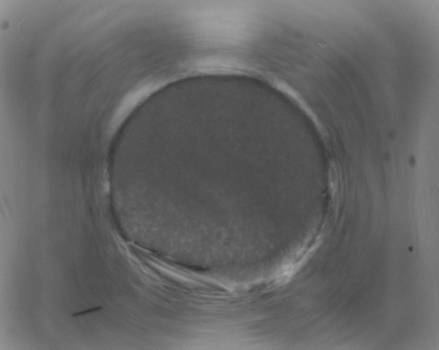 X0000061761461200512231538