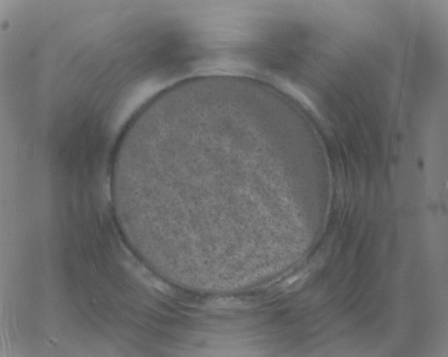 X0000061761462200512231538