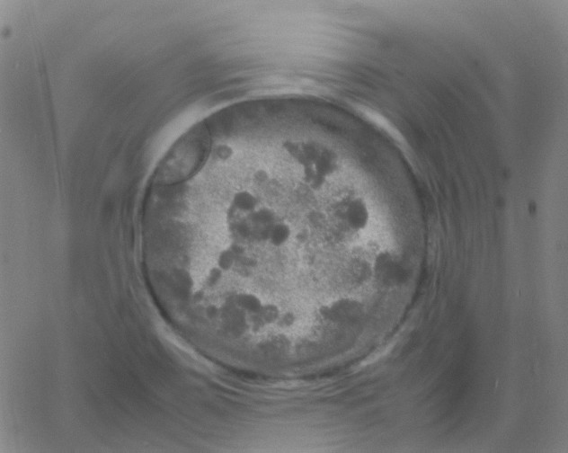 X0000061761467200512231538