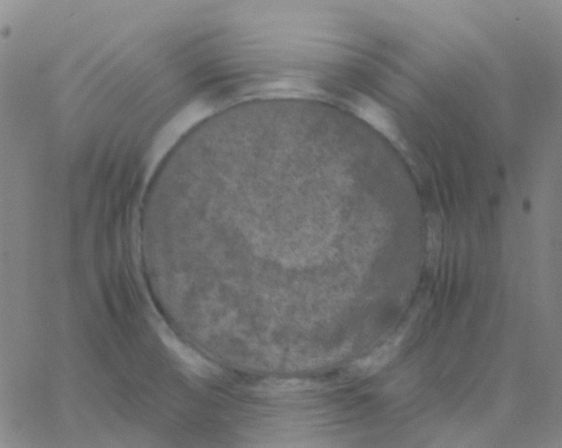 X0000061761474200512231538