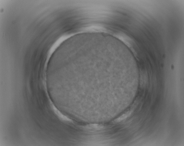 X0000061761478200512231538