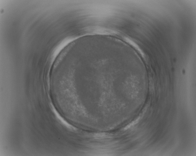 X0000061761479200512231538