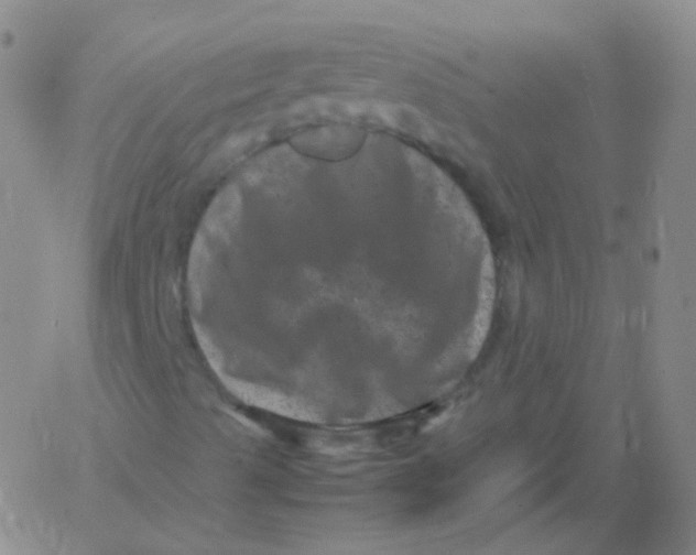 X0000061761489200512231537